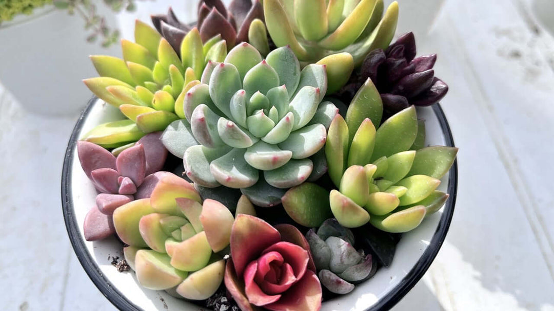 多肉植物の人気の理由に迫る！初心者におすすめの種類もご紹介！