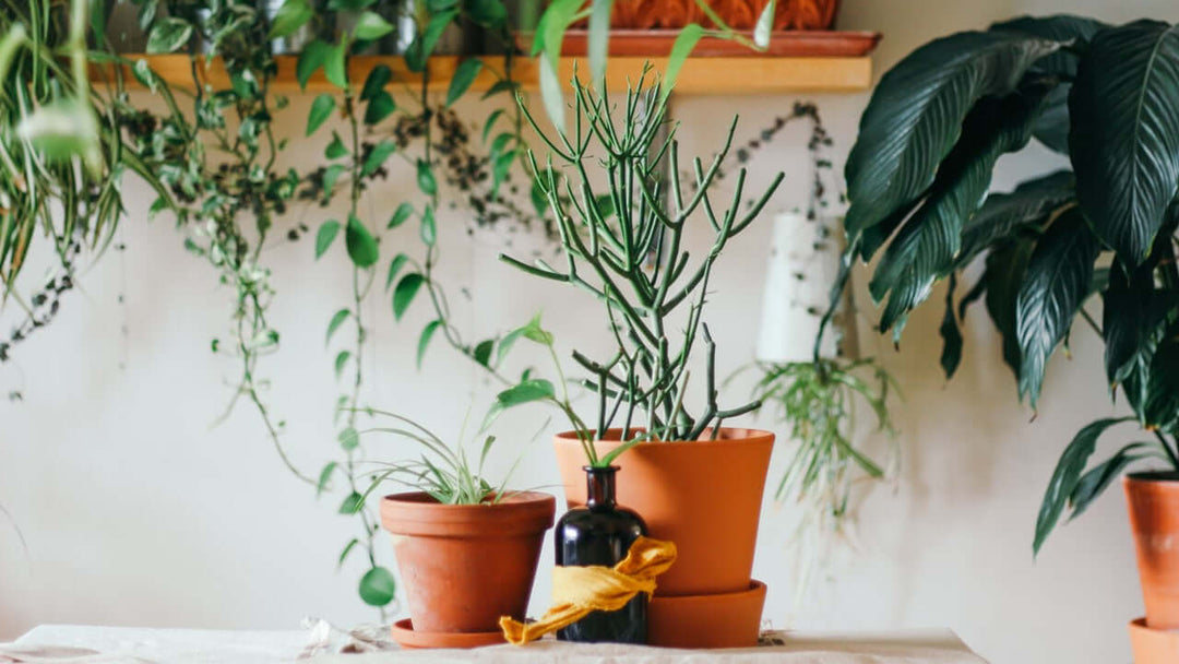 観葉植物を上手にスタイリングするちょっとしたコツ