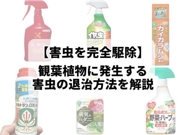 観葉植物に虫が発生するのが心配な方へ