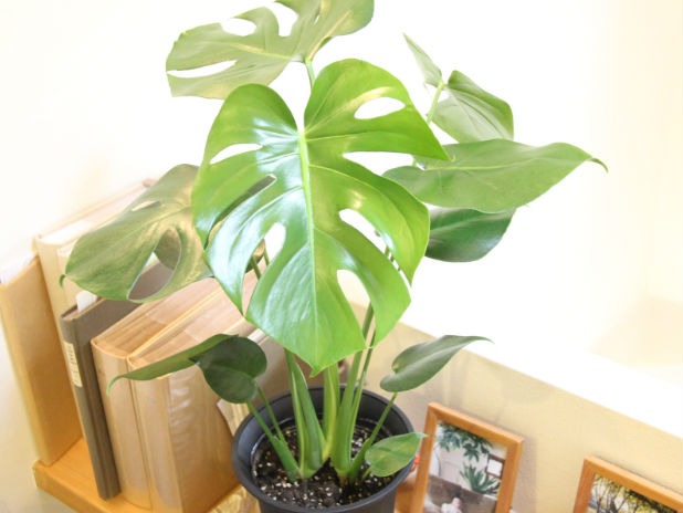 インテリアグリーンで室内をおしゃれに！おすすめの観葉植物特集