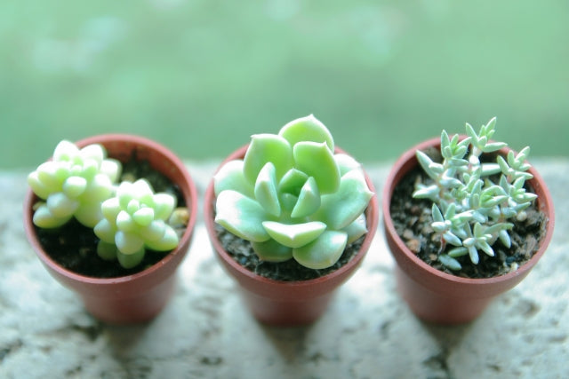多肉植物は風水アイテムとしても人気！