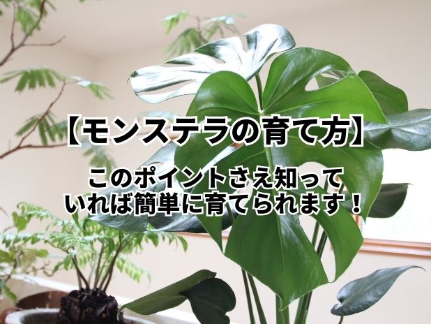 モンステラの育て方