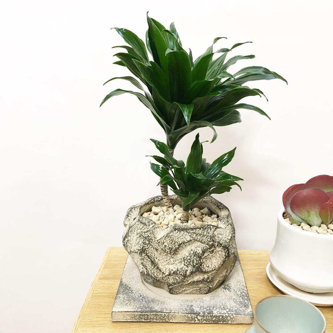 思わず家に置きたくなるドラセナの花言葉は？