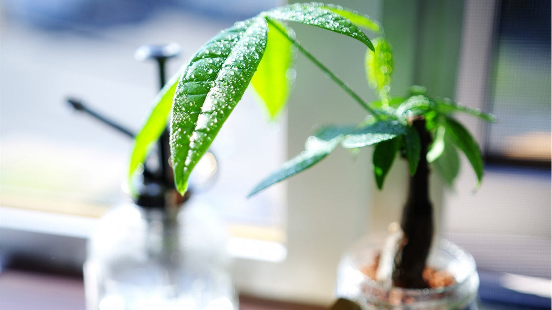 観葉植物を育てる上で葉水が大切な理由
