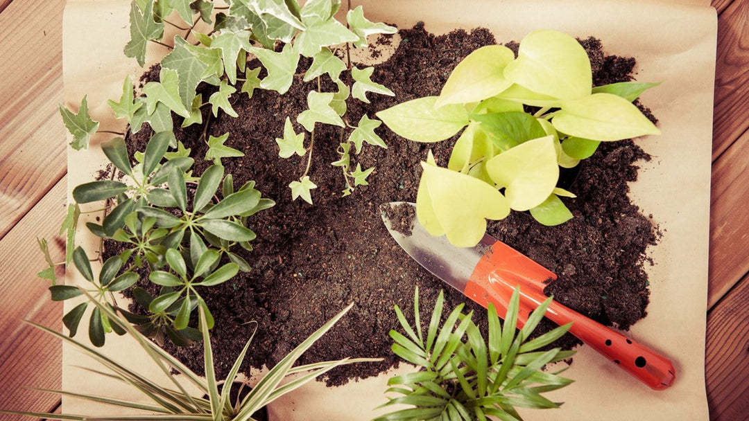 観葉植物に肥料を与えるときの正しい知識