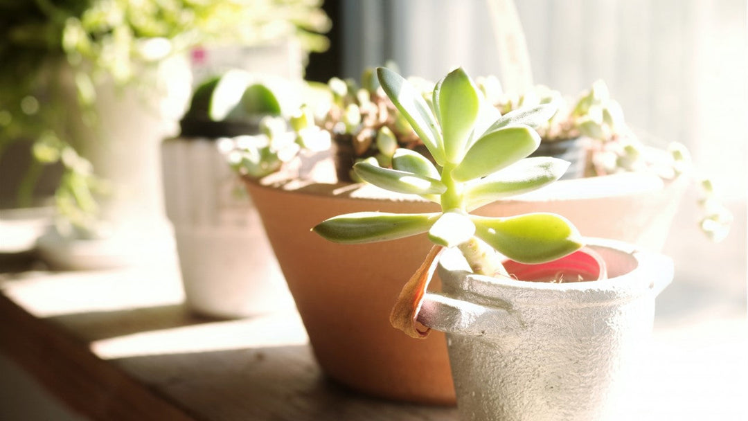 初心者に難しい観葉植物ってどの種類？
