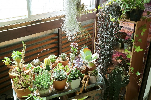 多肉植物の人気ランキングTOP5！植物の特徴や育て方も解説