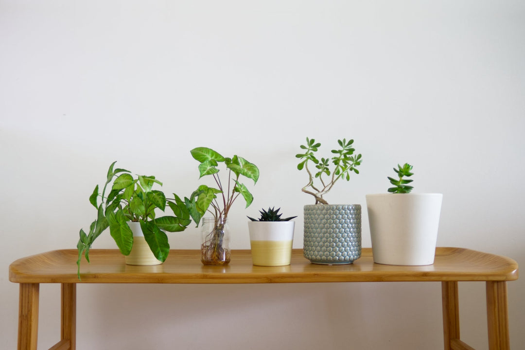 気になるけど名前が分からない観葉植物