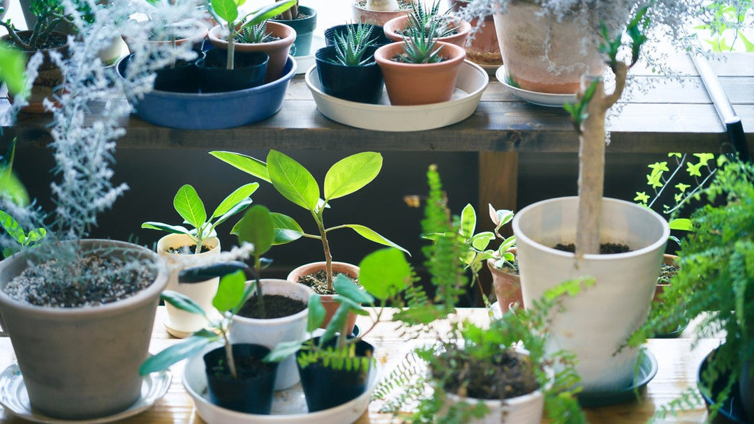 癒し効果を期待できる観葉植物3選