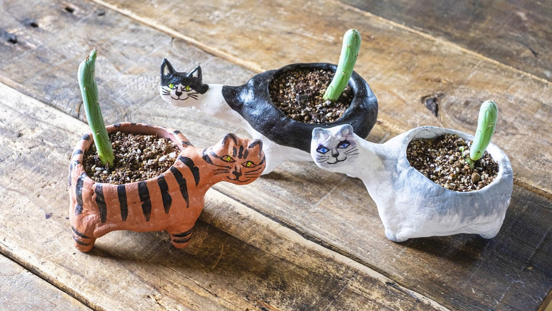観葉植物の鉢の種類と選び方について