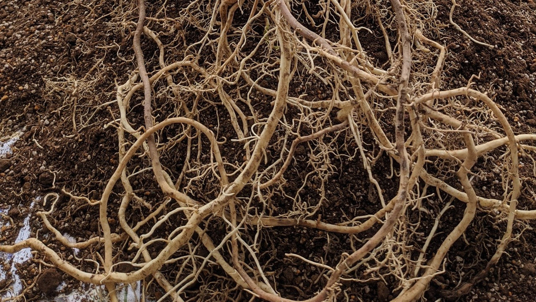 観葉植物が根腐れを起こす原因と対策