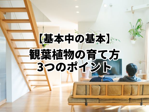 観葉植物の基本の育て方3つのポイントとは
