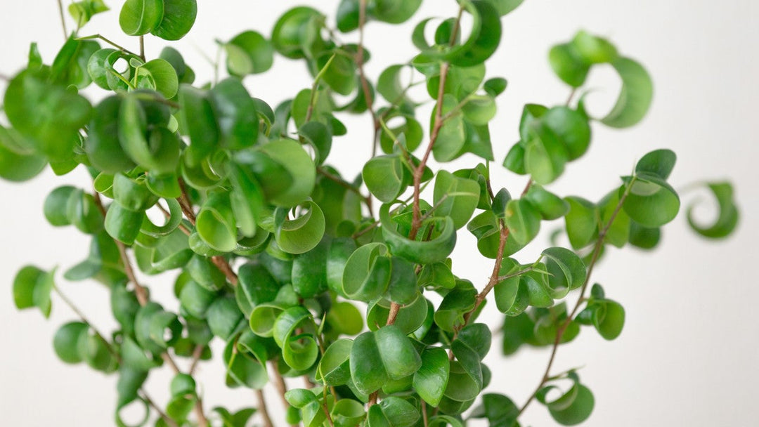 くるくるとカールした観葉植物「ベンジャミン・バロック」が人気の理由！