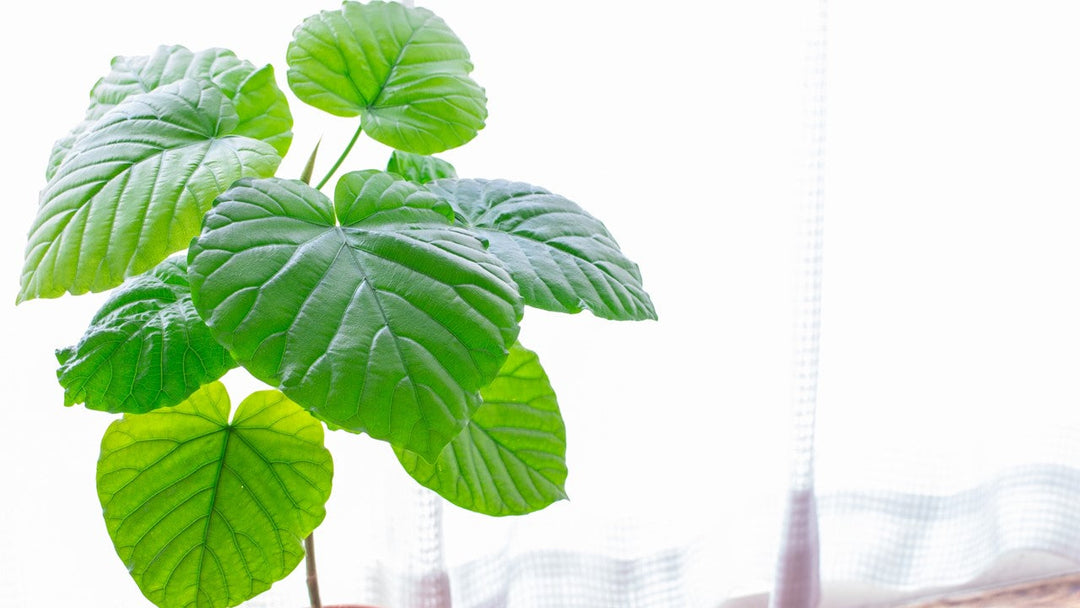 観葉植物の定番「ウンベラータ」の人気の理由に迫る！