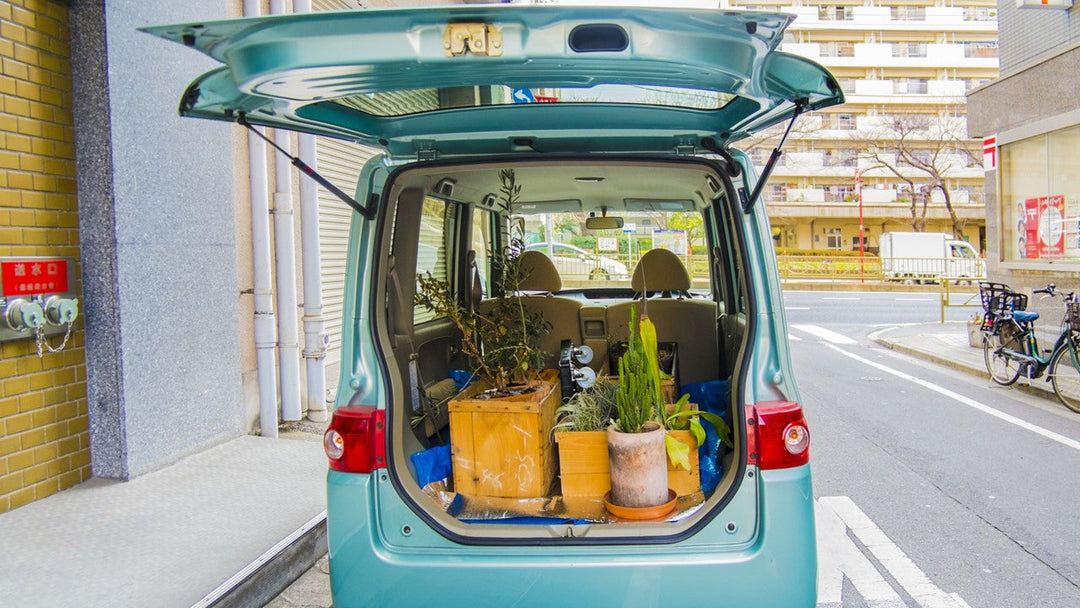 引っ越しで観葉植物を安全に運搬するためのポイント