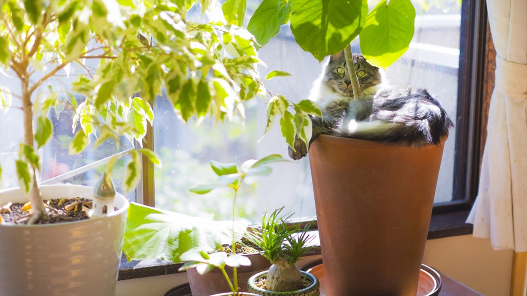 ペットを飼ってても観葉植物を育てられる？