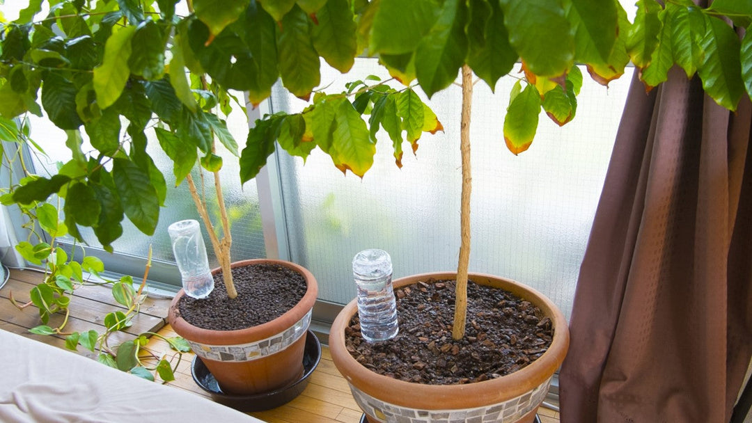 旅行で数日間留守にするときの観葉植物のお手入れ方法