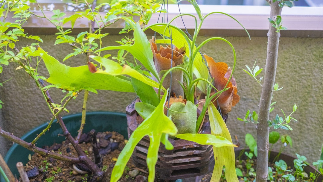 元気がない！ぐったりした観葉植物を元気にする方法
