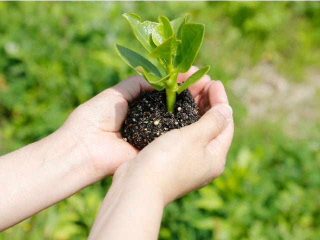 観葉植物の寄せ植えで気をつけるべき3つのポイント