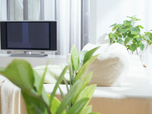 観葉植物にコバエ発生！？その予防と対策