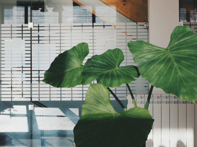 病気かも？観葉植物を育てる時に気をつけたい症状