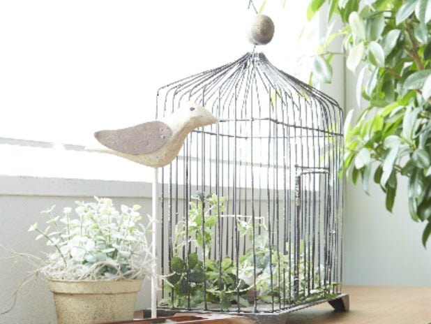 冬の室内で観葉植物を育てるポイント