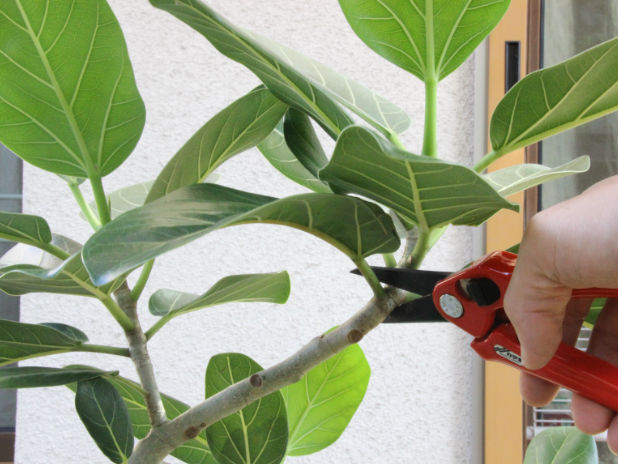 初めてでもできるゴムの木の取り木