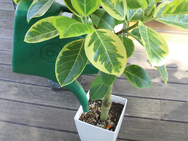 土は植物のマイホーム？！ゴムの木の土づくり