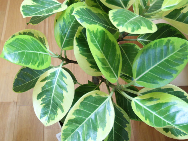 アルテシマってどんな植物？