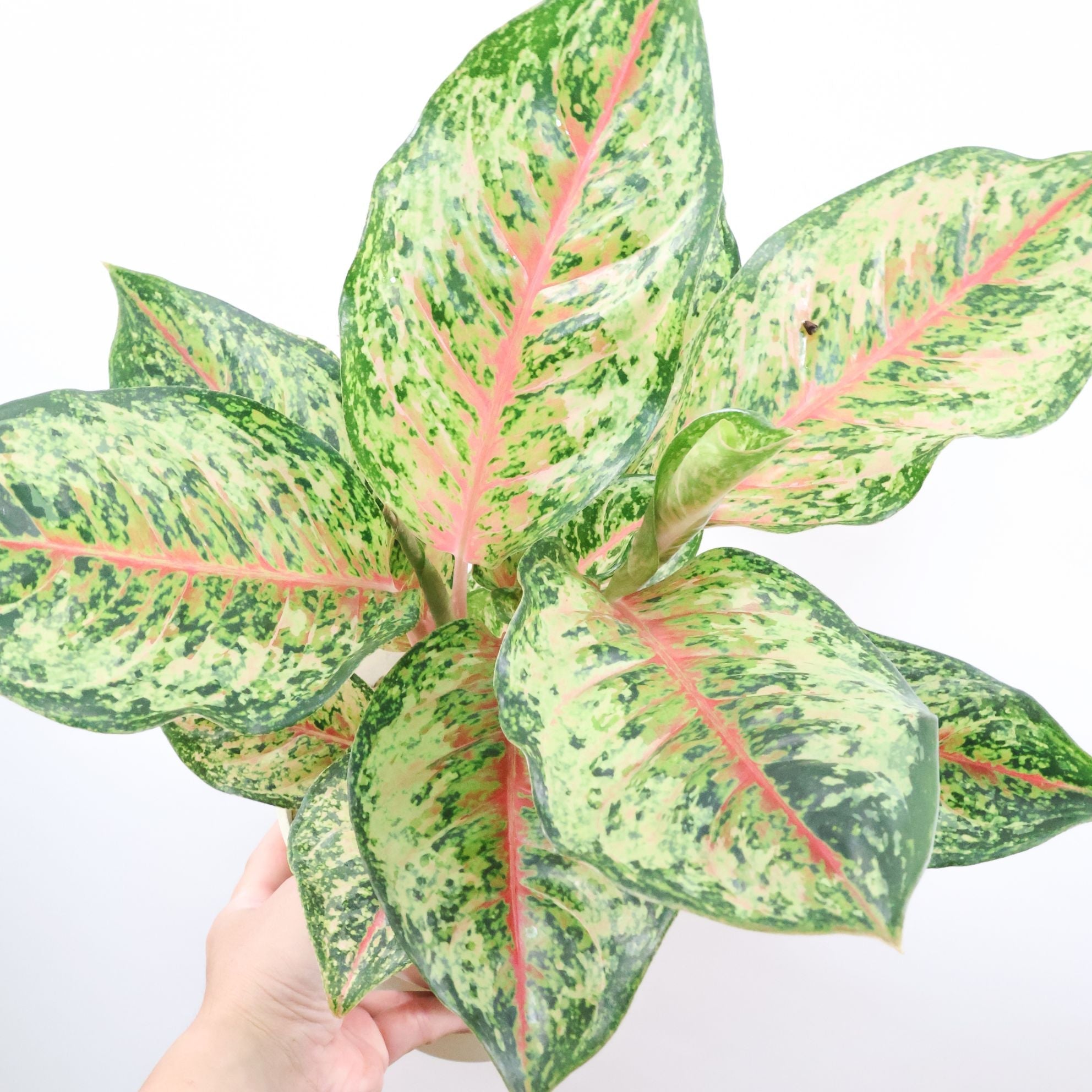 アグラオネマ　専用 アグラオネマ ピンクPW60559| 観葉植物の通信販売 | APEGO(アペーゴ)