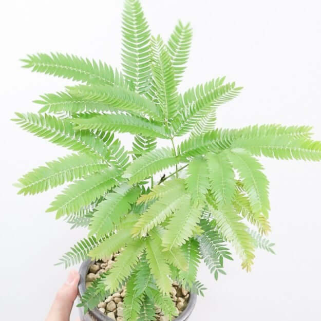 送料無料】観葉植物の1点もの通販 | APEGO(アペーゴ) 送料無料】観葉植物の1点もの通販 | APEGO(アペーゴ)
