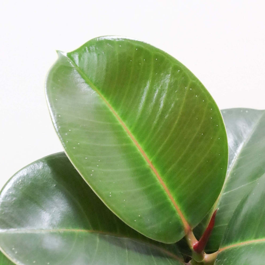 ゴムの木の花言葉、知っていますか？| 観葉植物の基礎知識|APEGO