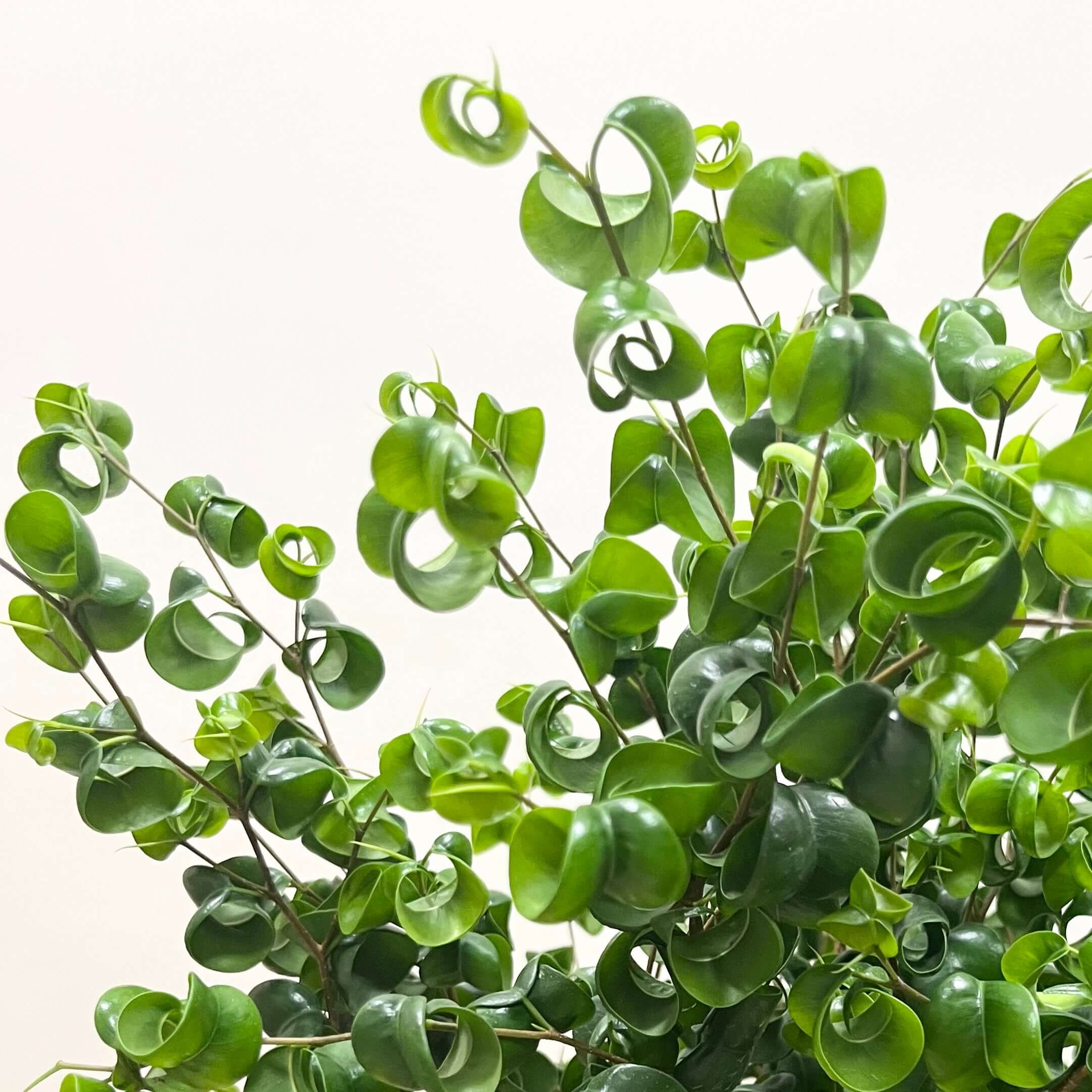 手に入りづらい斑入りのパキラとは?| 観葉植物の基礎知識|APEGO 手に入りづらい斑入りのパキラとは?| 観葉植物の基礎知識|APEGO
