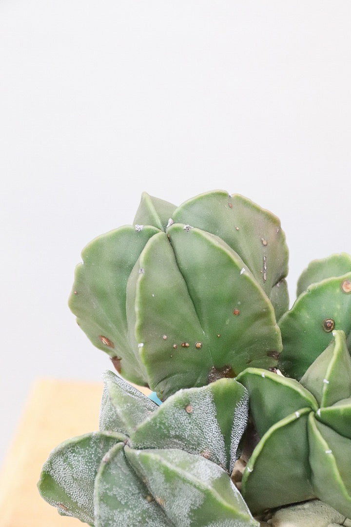 サボテン全書 All about CACTUS | パワポン・スパナンタナーノン