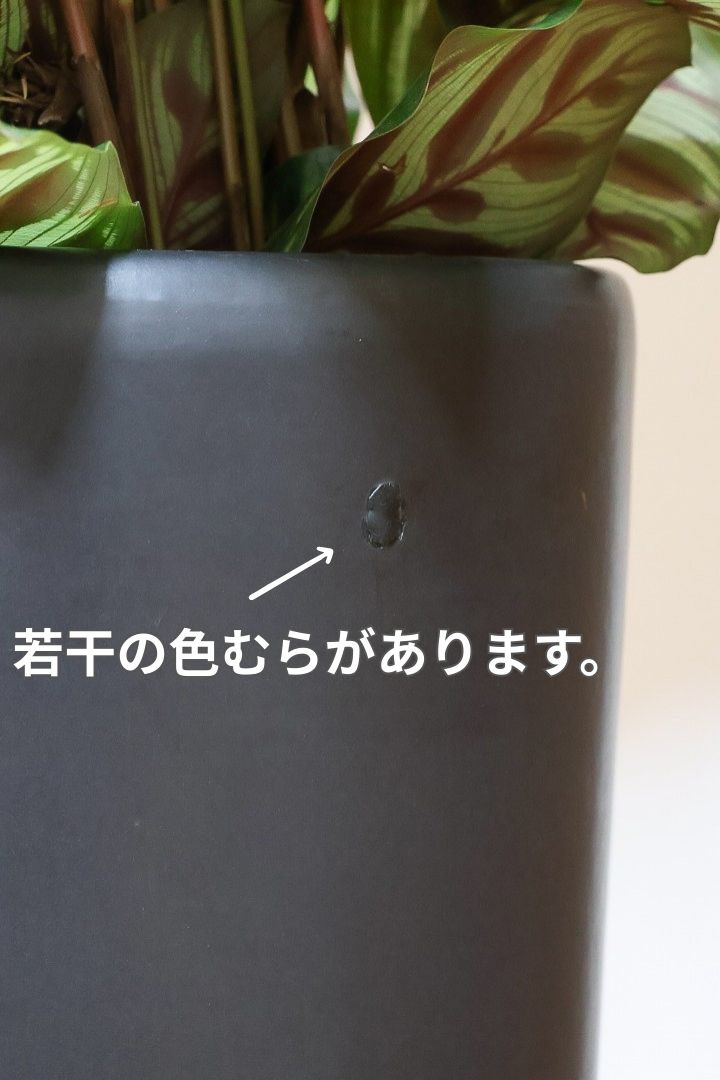 【カラテア マコヤナ】このボリュームは圧巻です！葉のコントラストが美しい！品質は絶対的な自信があります！