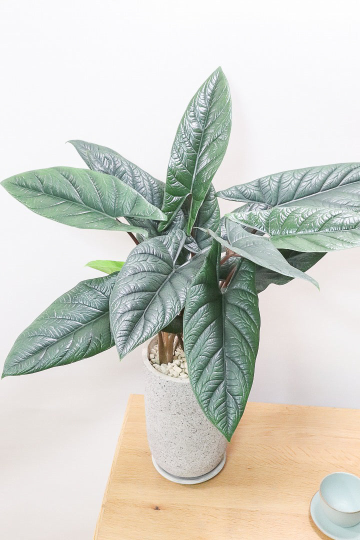 アロカシア スカルプラム 斑入り a_plants | アロカシア スカルプラム SP 販売中！ #アロカシア