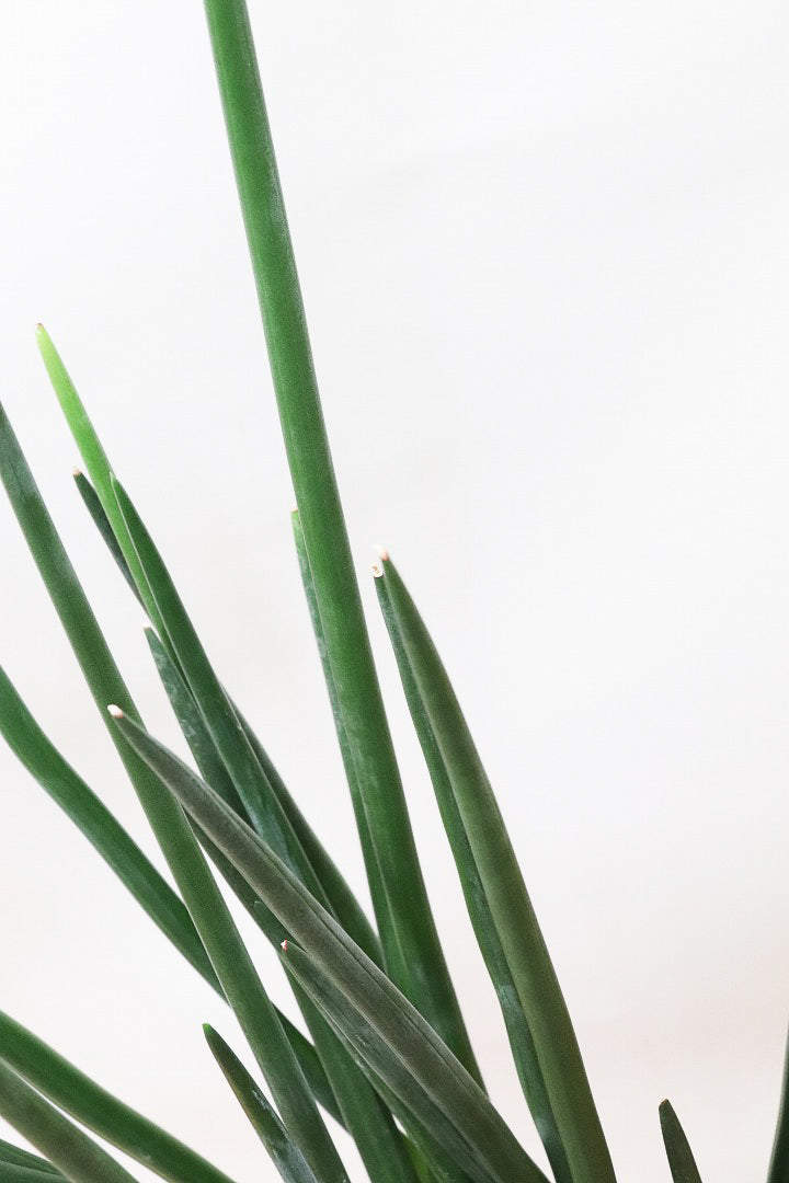 【サンスベリア エリスラエイ】希少品種!スティック状のの美しい葉が特徴の観葉植物です！