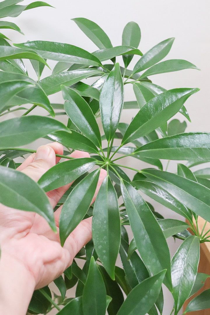 シェフレラ コンパクタBW58531| 観葉植物の通信販売 | APEGO