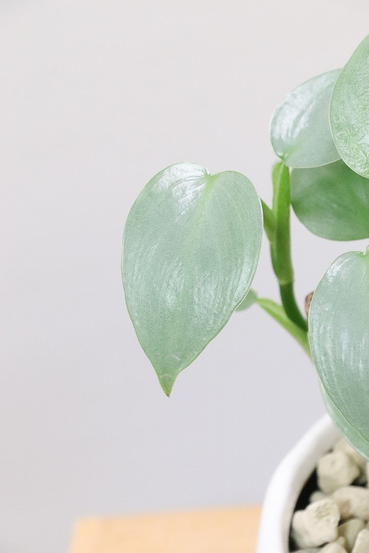 【シルバーメタル】かわいいミニミニサイズ。葉の質感が特徴的な観葉植物です!!