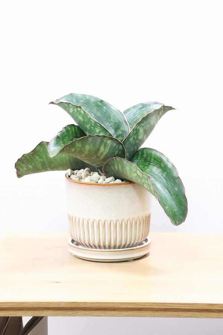 忠*郎様 珍 サンスベリア バードビーク 珍 サンスベリア バードビーク