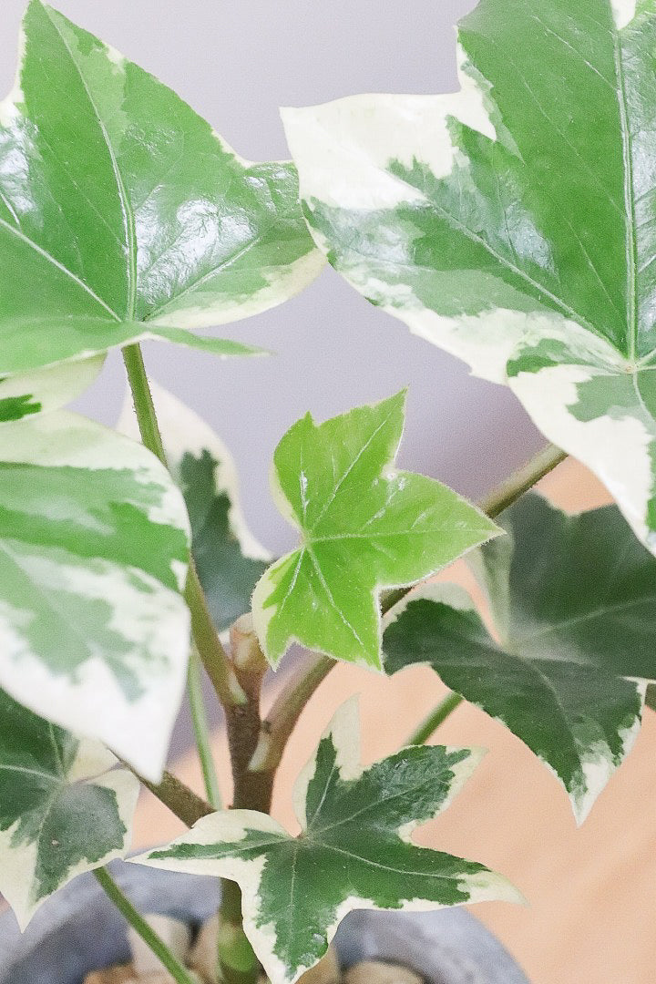 【ファトス】暑さ寒さにとても強く丈夫な観葉植物です!