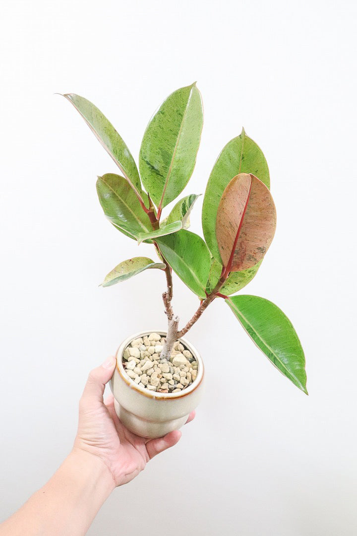 【フィカス  ジン】極太の幹!!葉の模様がとてもさわやかで人気の観葉植物です!