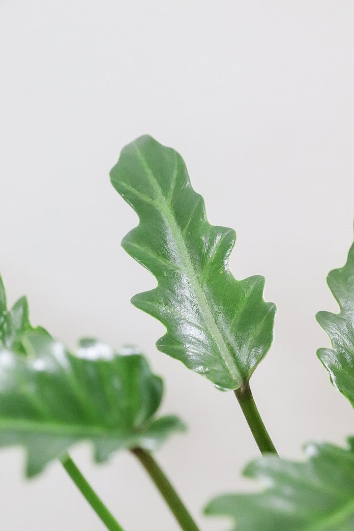 【クッカバラ】ミニサイズだけれど幹はしっかりとしています！このサイズは希少な観葉植物です!