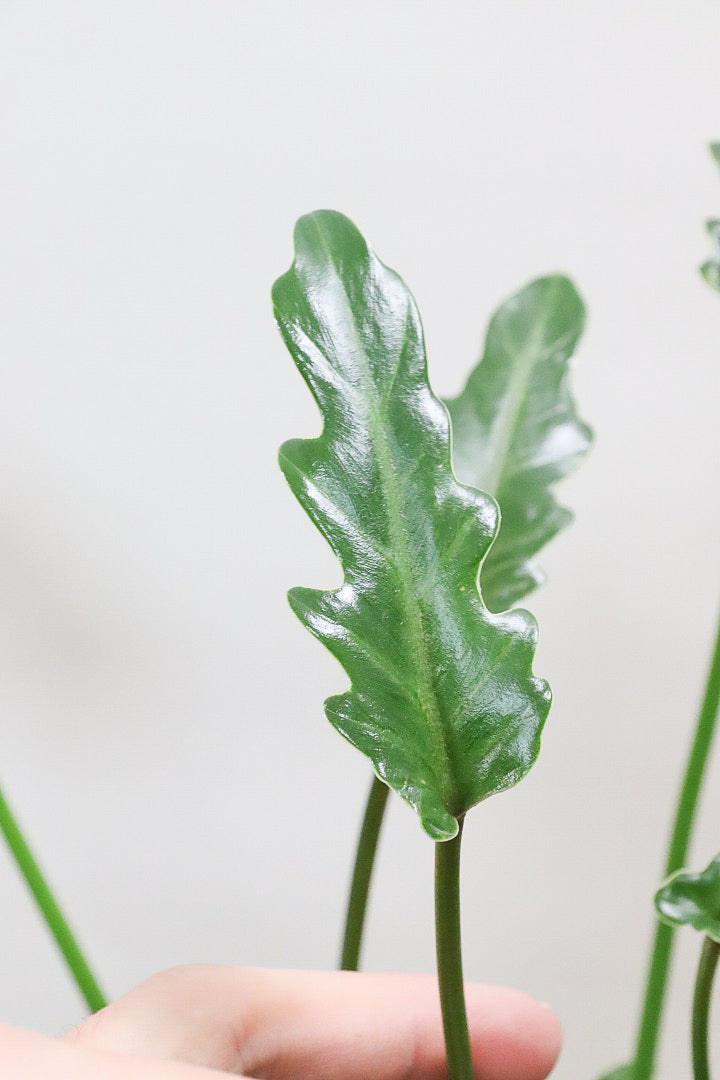 【クッカバラ】ミニサイズだけれど幹はしっかりとしています！このサイズは希少な観葉植物です!