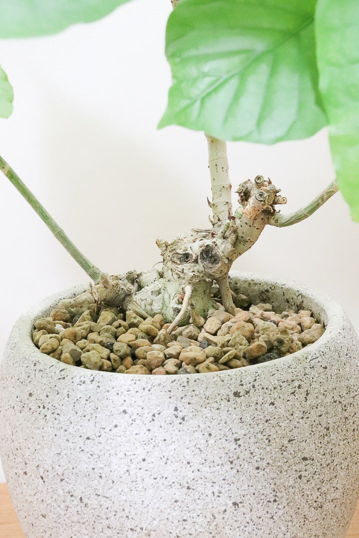 年季の入ったウンベラータです