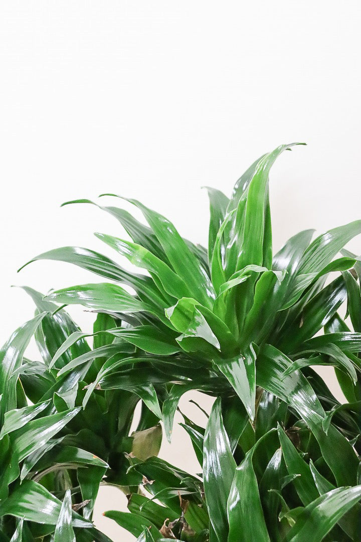 【ドラセナコンパクター】インテリアにちょうどいいサイズ。枝数も多くてとても素敵な樹形なんです！