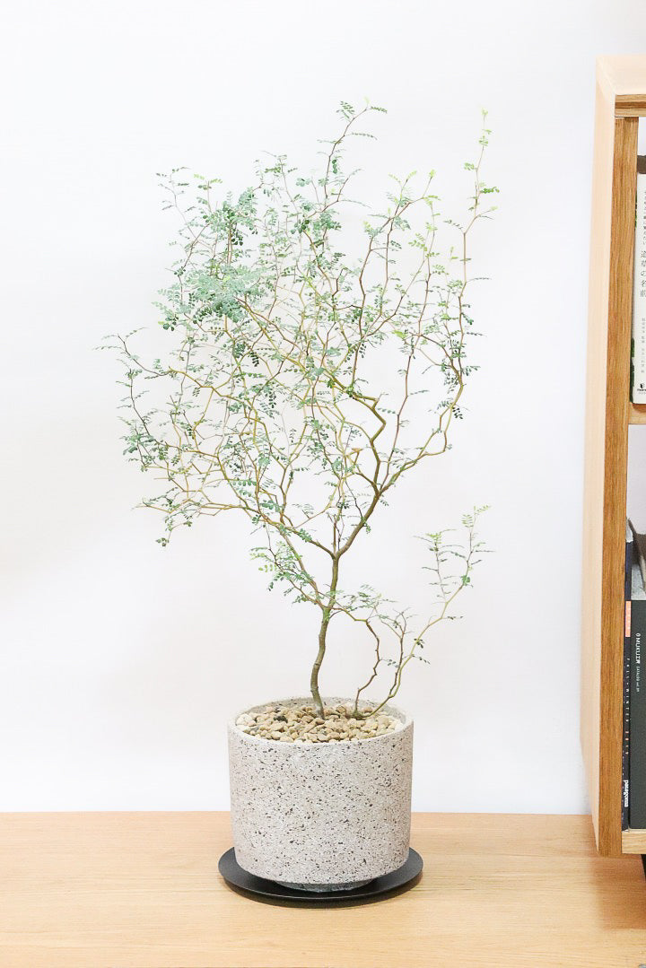 観葉植物 金のなる木 / カネノナルキ / 花月 / 縁紅弁慶 植木鉢別