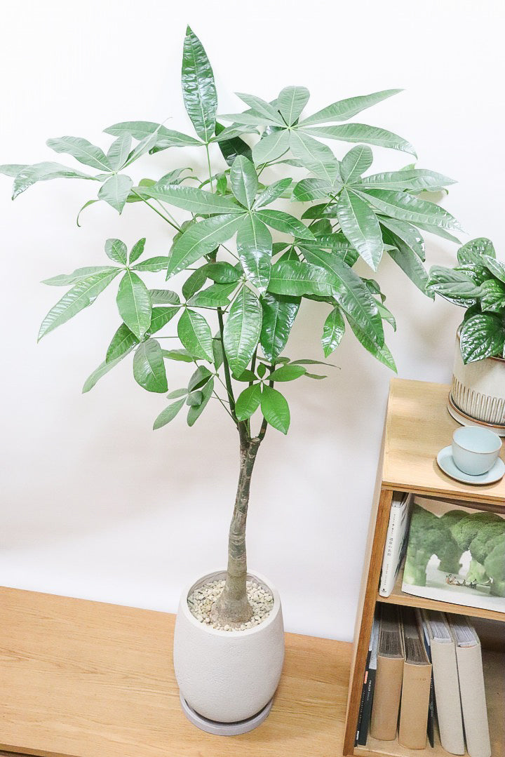 Amazon｜【ブルーミングスケープ】土を使わない観葉植物