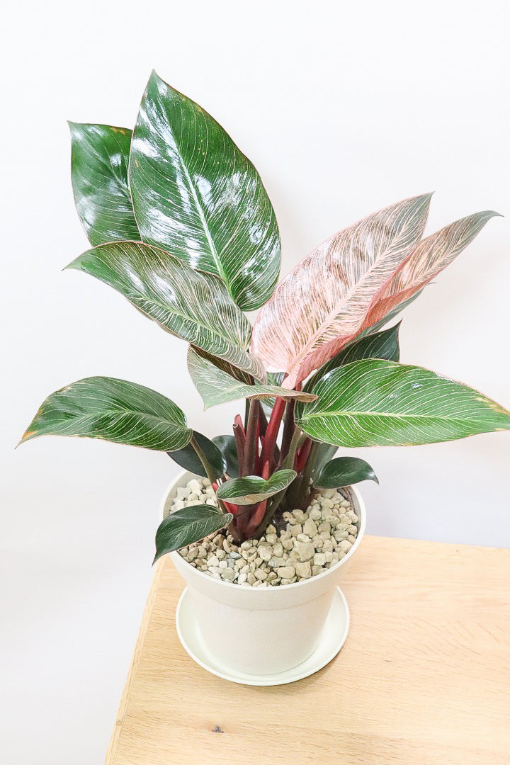 フィロデンドロン ピンクバーキンPW59046| 観葉植物の通信販売 フィロデンドロン ピンクバーキンPW59046| 観葉植物の通信販売
