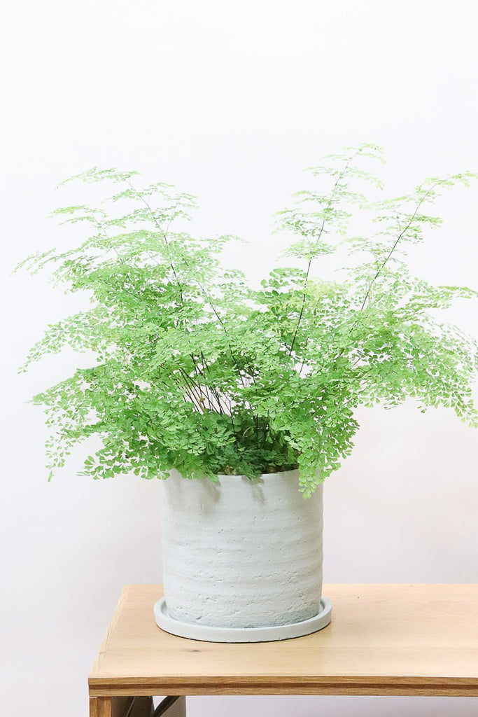 観葉植物 イオニムス ミクロフィラスゴールド （ツルマサキ